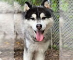 Small #2 Alaskan Malamute