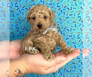 Poodle (Toy) Puppy for sale in WINNSBORO, LA, USA