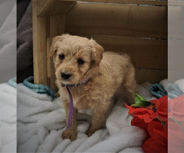 Medium Photo #2 Goldendoodle (Miniature) Puppy For Sale in LUBLIN, WI, USA