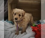 Small Photo #2 Goldendoodle (Miniature) Puppy For Sale in LUBLIN, WI, USA