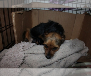 Mother of the Chorkie puppies born on 02/13/2020