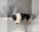 Small Photo #3 Sheepadoodle Puppy For Sale in TAYLOR, MI, USA