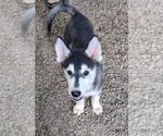 Puppy Jess Siberian Husky
