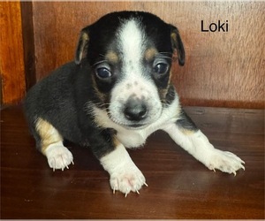 Rat Terrier Puppy for sale in WHITAKERS, NC, USA