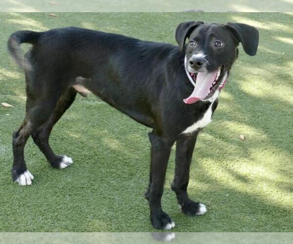 Medium Photo #2 Mutt Puppy For Sale in Martinez, CA, USA