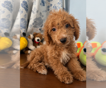 Havapoo puppies - Male Havapoo Puppy for Sale - Photo #9