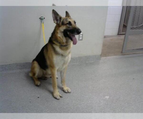 Medium Photo #1 German Shepherd Dog-Unknown Mix Puppy For Sale in Pasadena, TX, USA
