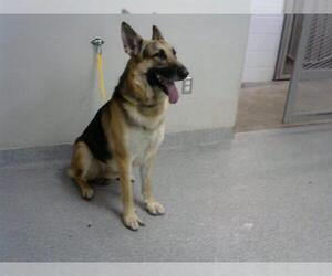 German Shepherd Dog-Unknown Mix Dogs for adoption in Pasadena, TX, USA