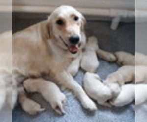 Mother of the English Cream Golden Retriever puppies born on 06/01/2023