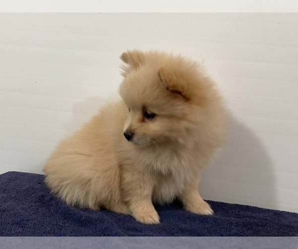Medium Photo #4 Pomeranian Puppy For Sale in DOWNING, MO, USA