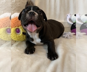 French Bulldog Puppy for sale in JOHNS ISLAND, SC, USA