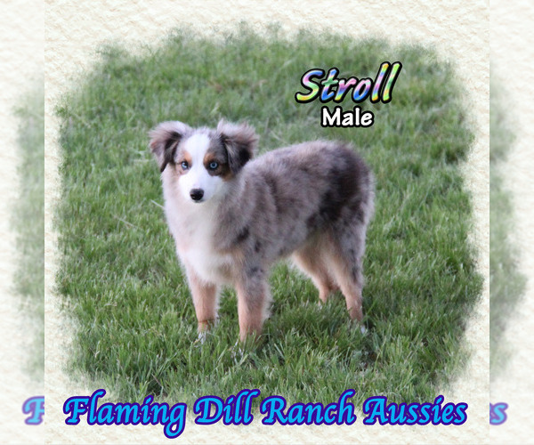 Medium Photo #1 Miniature Australian Shepherd Puppy For Sale in FORESTBURG, TX, USA