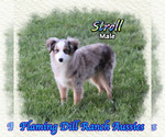 Small Miniature Australian Shepherd