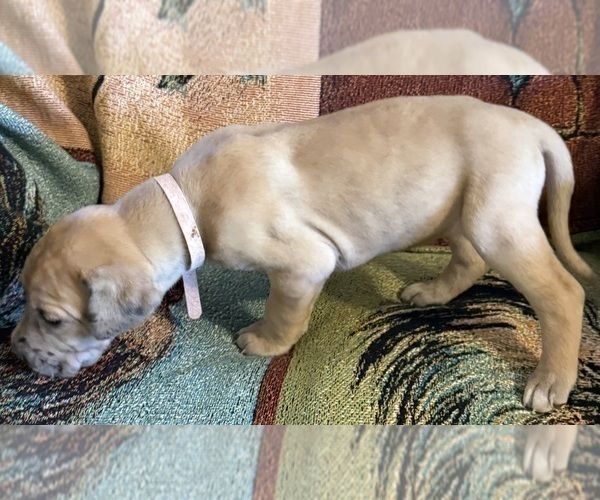 Medium Photo #3 Great Dane Puppy For Sale in GALLOWAY, OH, USA