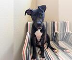 Small #1 Labrador Retriever Mix