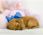Small Photo #6 Goldendoodle (Miniature) Puppy For Sale in LITTLE ROCK, AR, USA