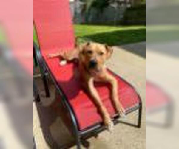 Medium Photo #16 American Pit Bull Terrier-Rhodesian Ridgeback Mix Puppy For Sale in Spotsylvania, VA, USA