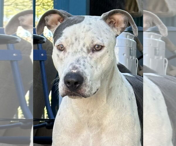 Medium Photo #3 Staffordshire Bull Terrier-Unknown Mix Puppy For Sale in Chandler, AZ, USA