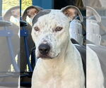 Small #2 Staffordshire Bull Terrier Mix