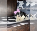 Small Shih-Poo