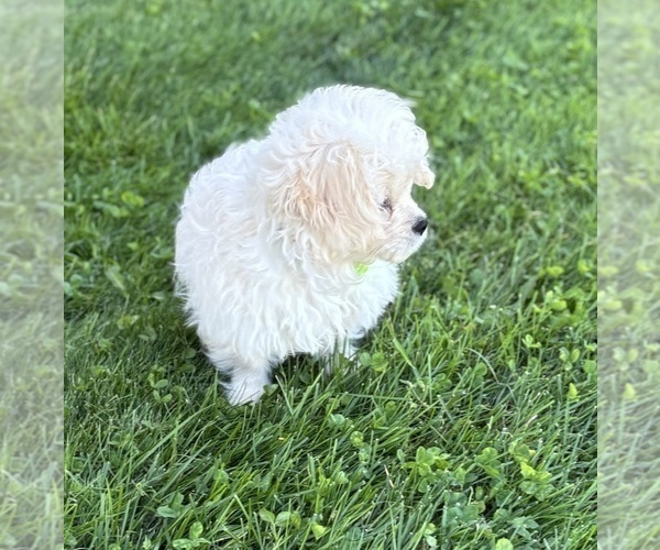 Medium Photo #3 Cav-A-Malt Puppy For Sale in ROCK STREAM, NY, USA