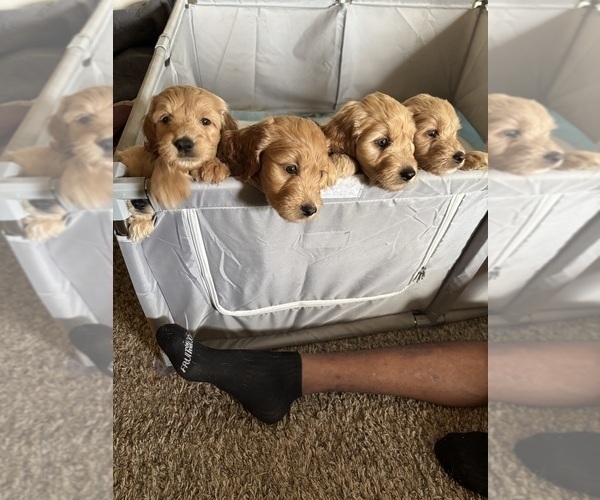 Medium Photo #4 Goldendoodle Puppy For Sale in DENTON, TX, USA