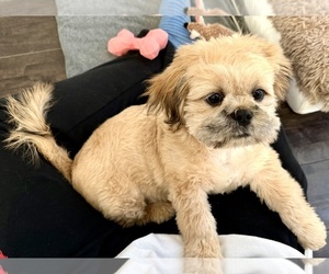 Shih Tzu Puppy for sale in EDISON, NJ, USA