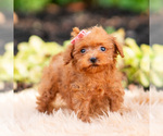 Puppy berribelle Maltipoo (Miniature)