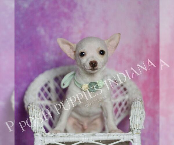 Medium Photo #7 Chihuahua Puppy For Sale in WARSAW, IN, USA