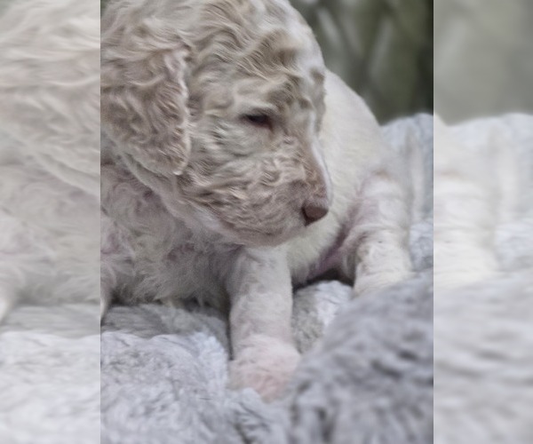 Medium Photo #35 Poodle (Standard) Puppy For Sale in CONROE, TX, USA