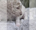 Small #2 Poodle (Standard)