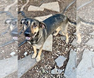 German Shepherd Dog-Unknown Mix Dogs for adoption in Lakemont, GA, USA