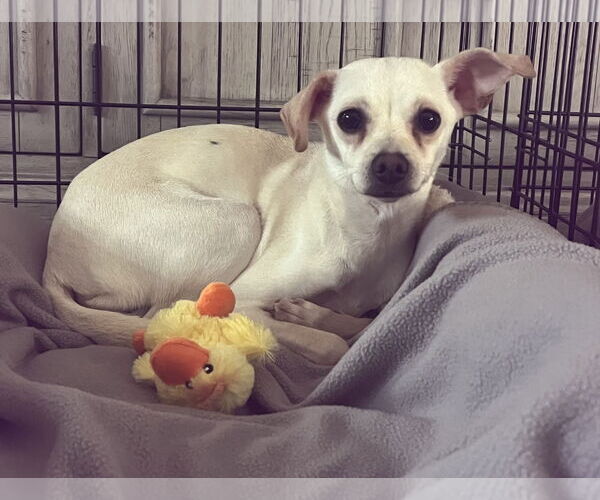 Medium Photo #3 Chihuahua-Unknown Mix Puppy For Sale in Alexandria, KY, USA