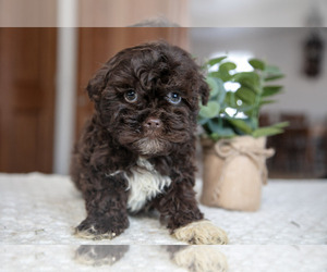 Medium ShihPoo