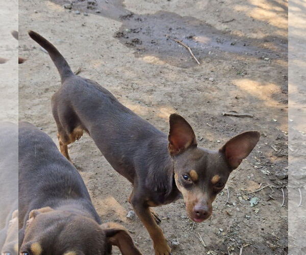 Medium Photo #3 Miniature Pinscher Puppy For Sale in Peralta, NM, USA