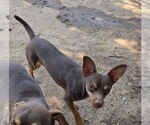 Small #2 Miniature Pinscher