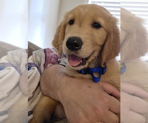 English Cream Golden Retriever Puppy for sale in WINSTON SALEM, NC, USA