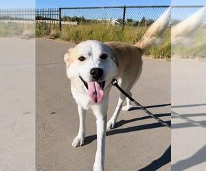 Labrador Retriever-Unknown Mix Dogs for adoption in Grand Prairie, TX, USA