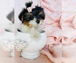 Small #15 Yorkshire Terrier