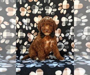 Cavapoo Puppy for sale in QUARRYVILLE, PA, USA