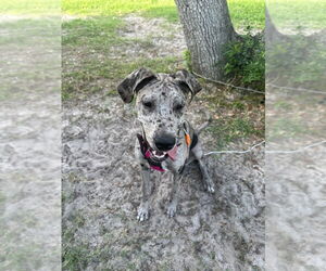 Great Dane Dogs for adoption in Bullard, TX, USA