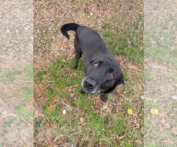 Medium Photo #2 Mutt Puppy For Sale in Jackson, MS, USA