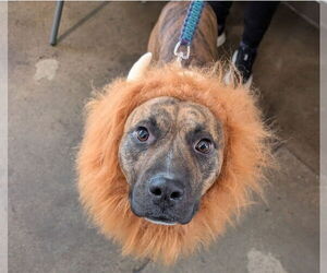 American Staffordshire Terrier-Mastiff Mix Dogs for adoption in Chester, VA, USA