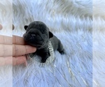 Small Photo #7 French Bulldog Puppy For Sale in HAYWARD, CA, USA
