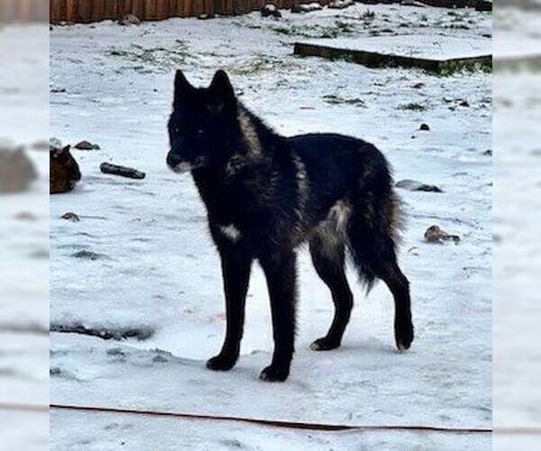 Medium Photo #6 German Shepherd Dog-Huskies  Mix Puppy For Sale in Alturas, CA, USA
