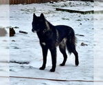 Small #5 German Shepherd Dog-Huskies  Mix