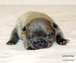 Small #3 French Bulldog