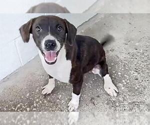 HAZEL - Female Labrador Retriever-Unknown Mix Dog for Adoption - Photo #2