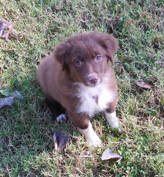 Medium Photo #1 Australian Shepherd Puppy For Sale in HORN LAKE, MS, USA