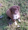 Small Photo #1 Australian Shepherd Puppy For Sale in HORN LAKE, MS, USA